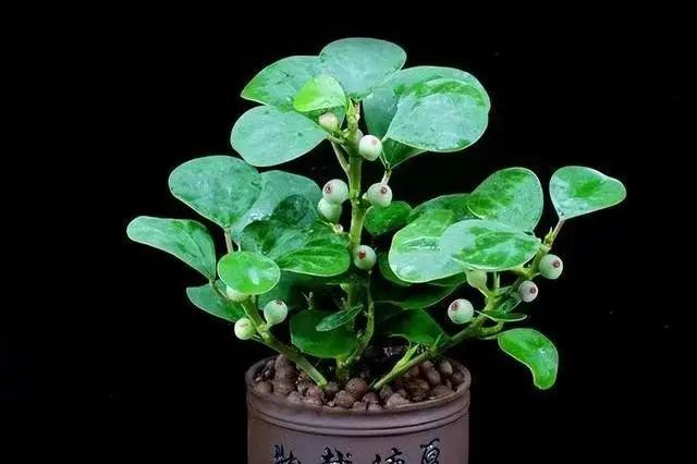 Plant and animal death
